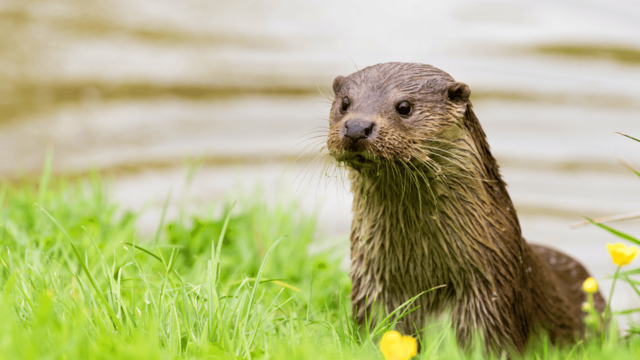 World Wildlife Day: Why chalk streams are a lifeline for wildlife 