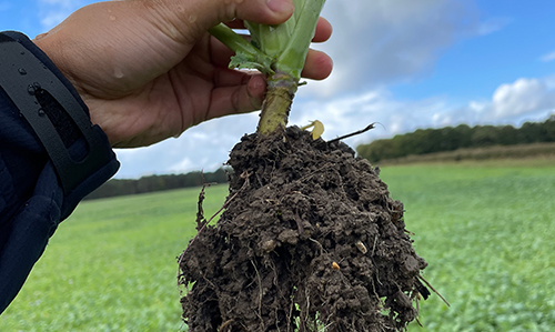 World Soil Day: Why is Soil Important?