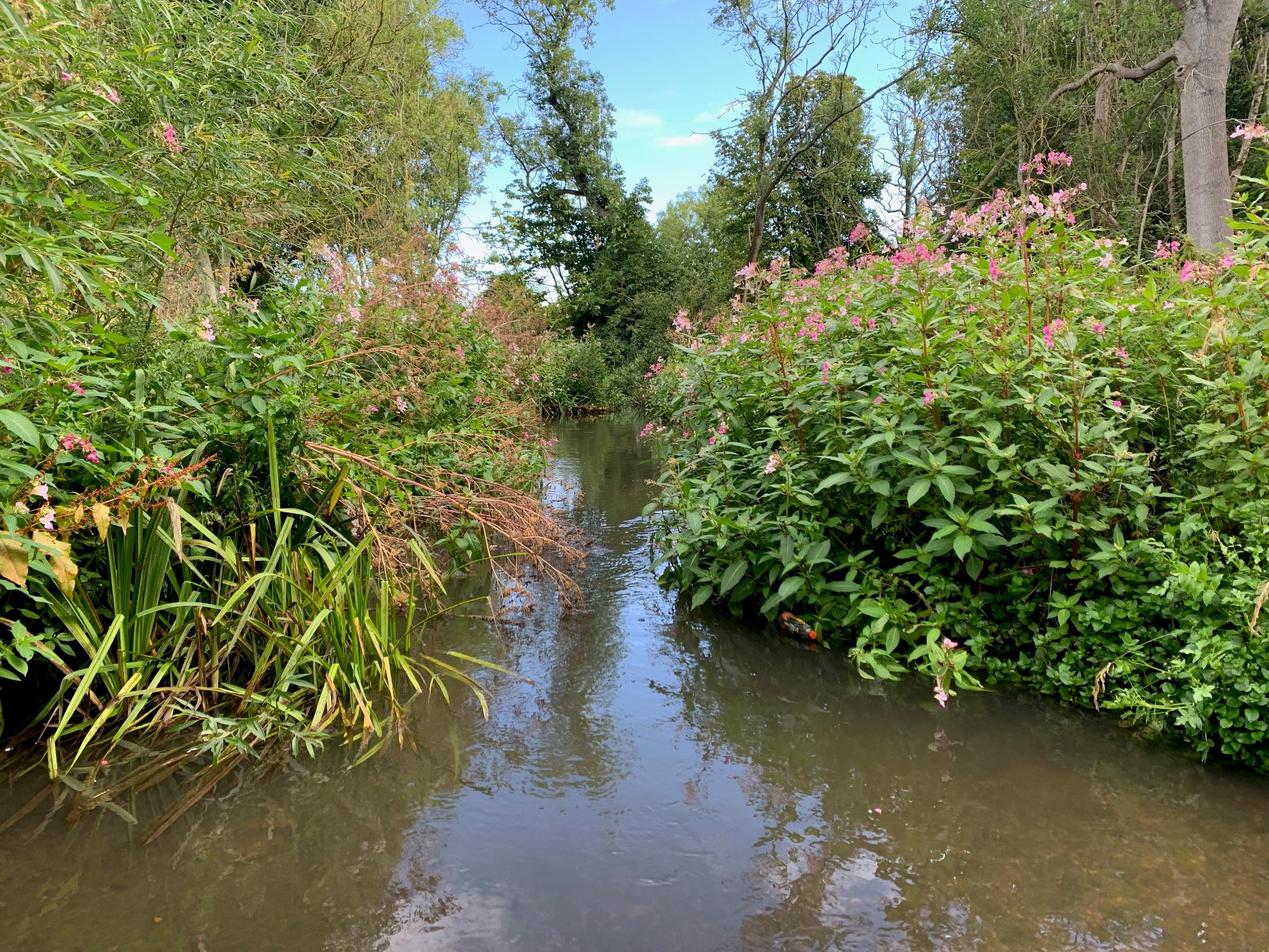 Join the fight against invasive species and protect our waterways